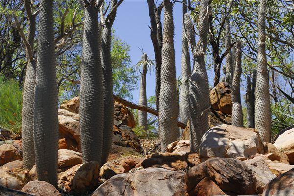 data-lemmaid="5481885">夹竹桃科 /a>,棒槌树属 a target="_blank"