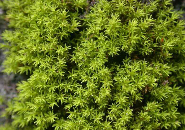  p>拟尖叶泥炭藓,属: a href="#" data-lemmaid="8417138">泥炭藓属 