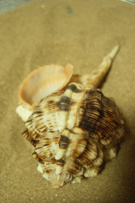 长尾玉米卷管螺