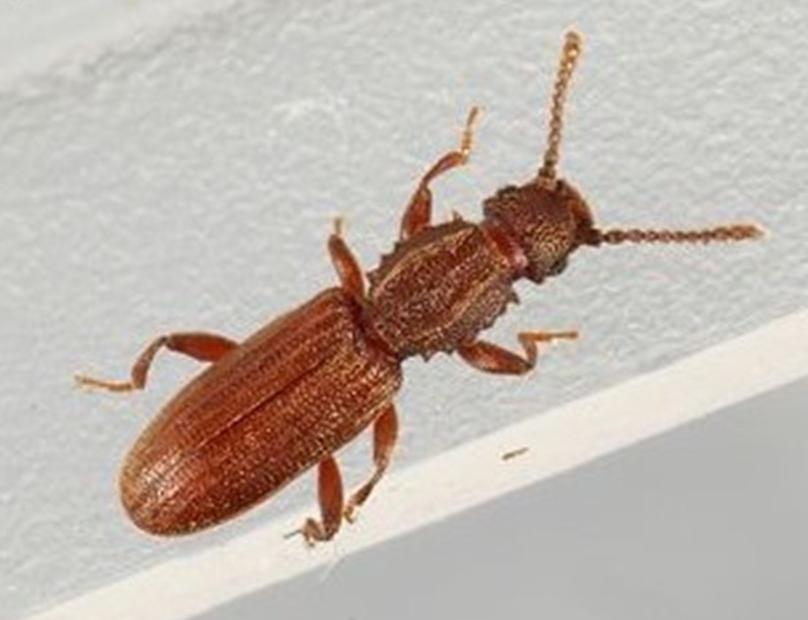  p>扁甲亦称扁小蠹(cucujid beetle).