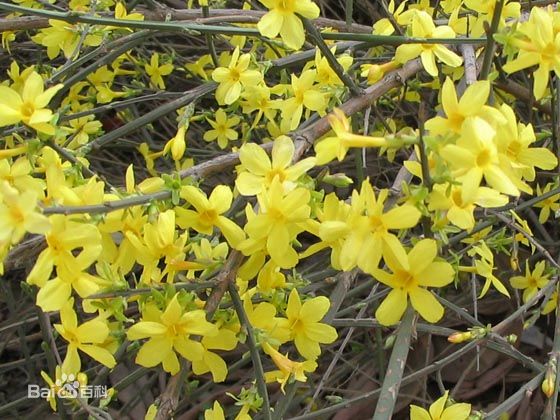  p>迎春花(学名: i>jasminum nudiflorum  /i> lindl.