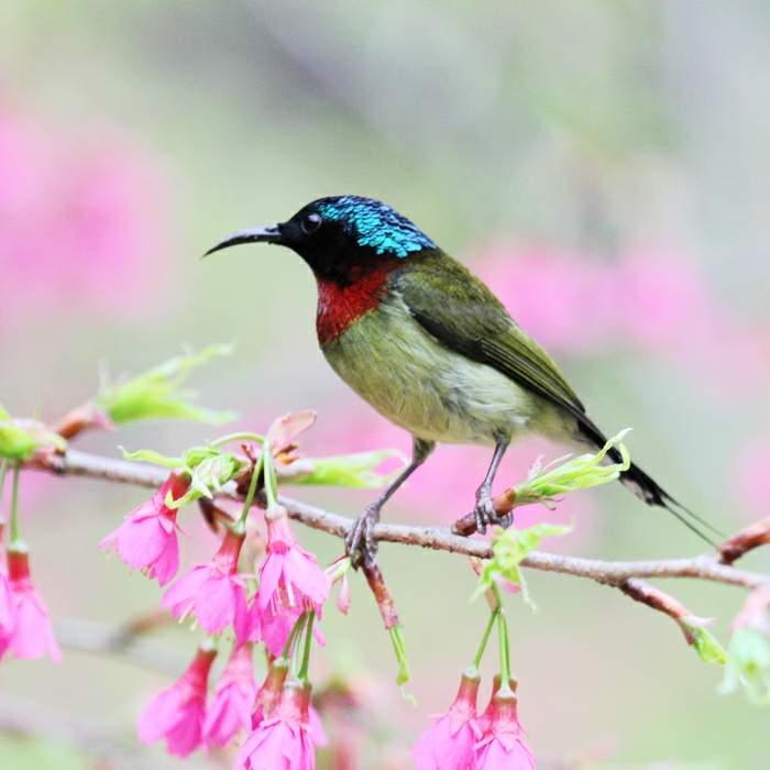  p>叉尾太阳鸟(学名: i>aethopyga latouchii /i>),别称燕尾太阳鸟,是