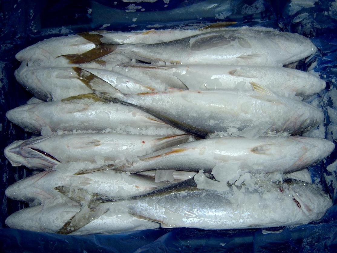 bullet mackerel,又名 a target="_blank" href="/item/鲣鱼/462058"