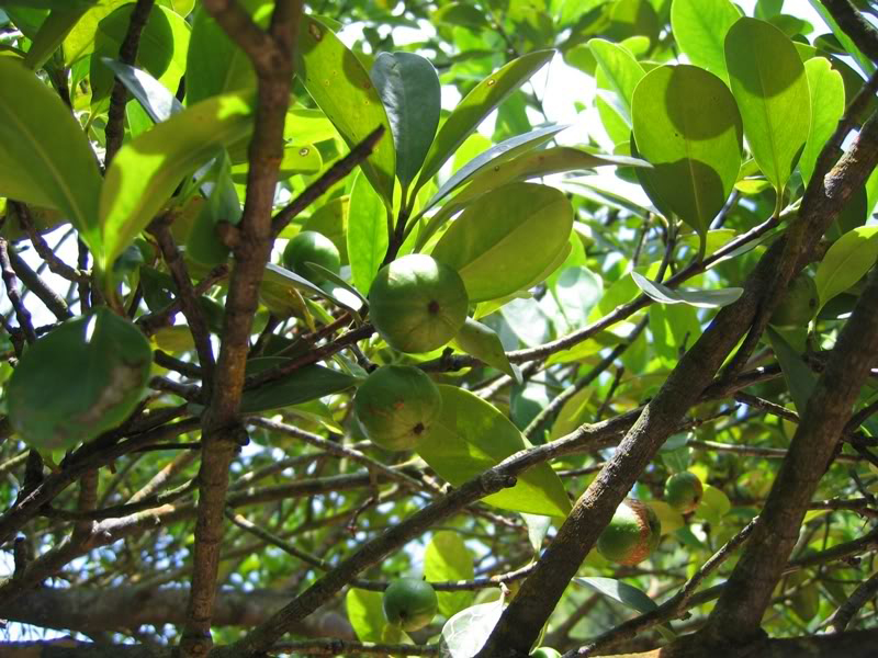  p>岭南山竹子(学名: i>garcinia oblongifolia /i> champ. ex benth.