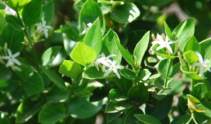  p>假虎刺(学名:carissa spinarum)是 a href="#" data-lemmaid="