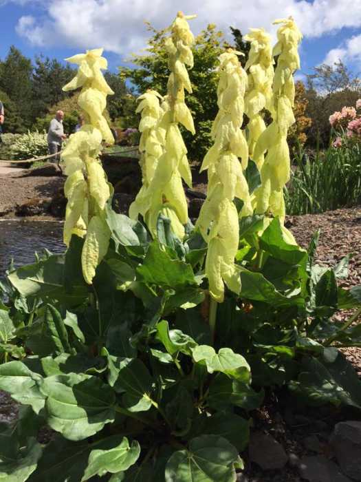  p>塔黄(学名: i>rheum nobile /i> hook. f. et thoms.