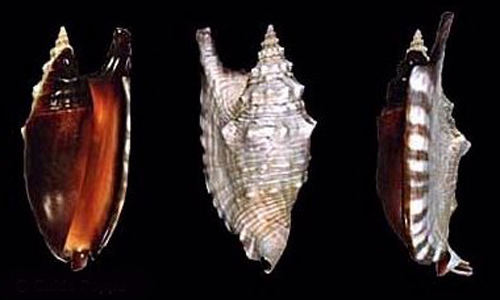 黑口燕子凤凰螺