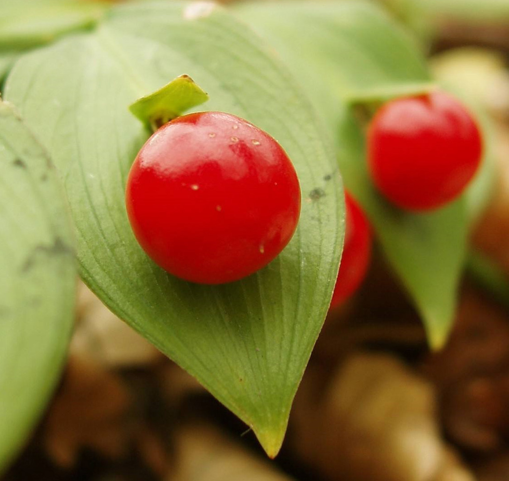  p>假叶树(学名: i>ruscus aculeata  /i>l.