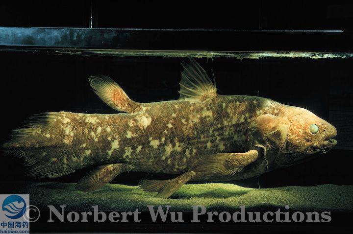 (学名:latimeria chalumnae)体长2米,是腔棘鱼目矛尾鱼科的唯一种,是