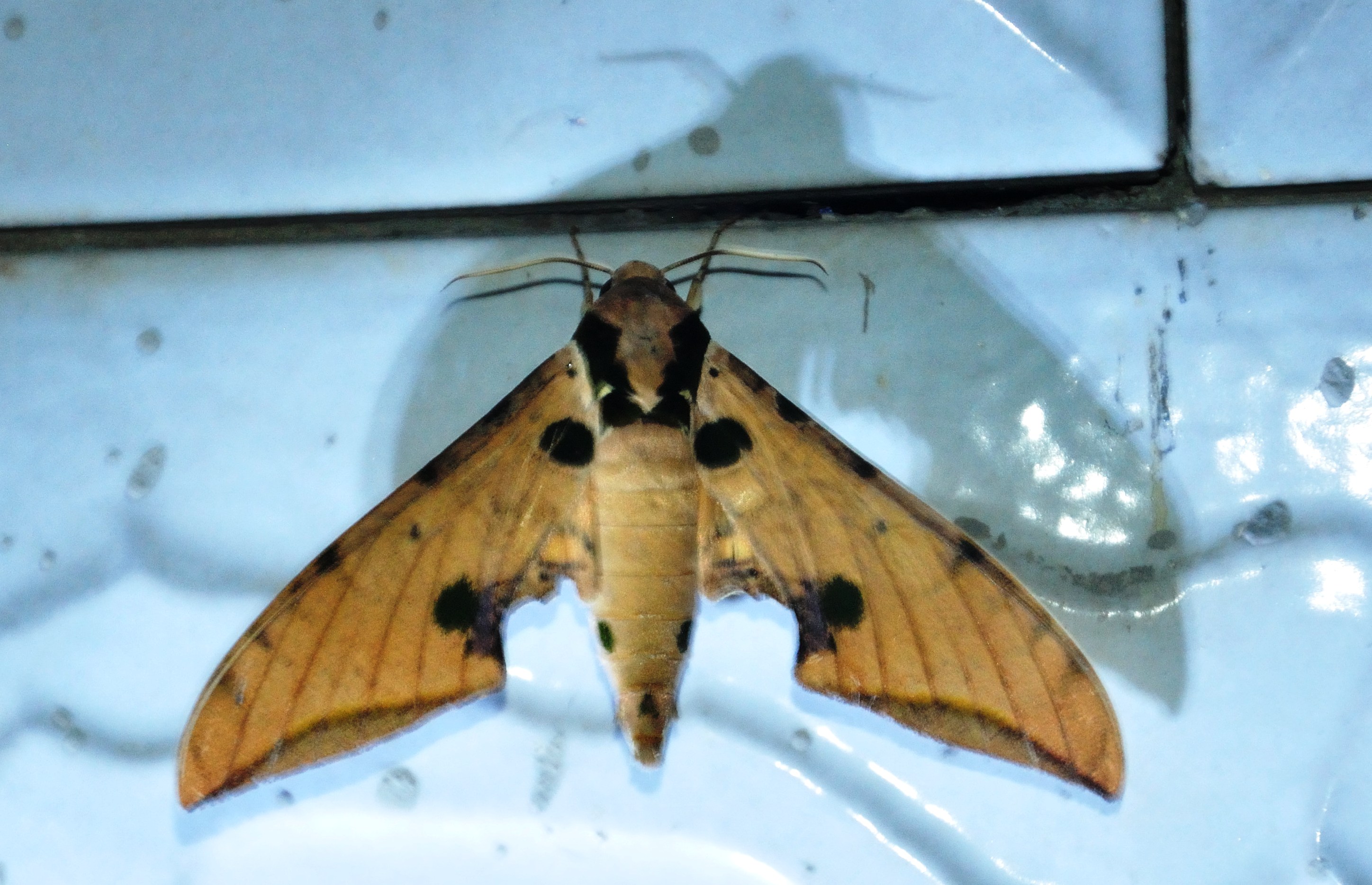 ochracea /i>&nbsp;butler,1885)是天蛾科鹰翅天蛾属的一种动物