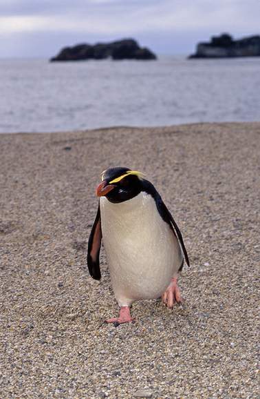 e·crestatus rockhopper penguin