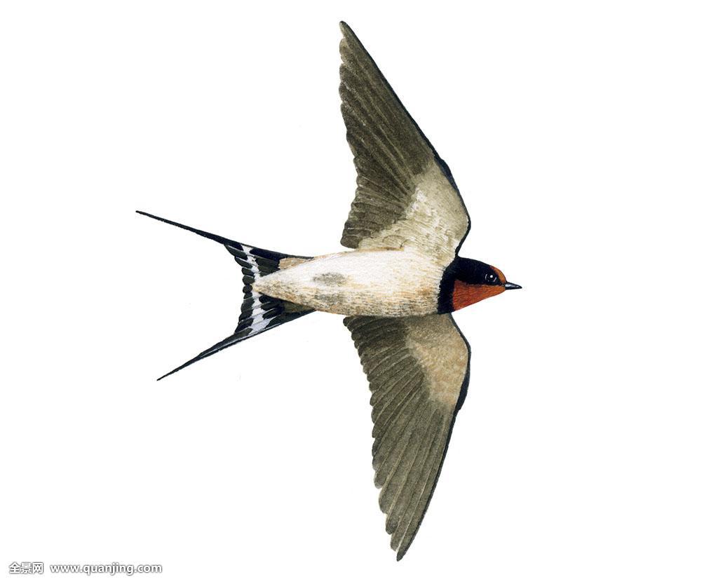 hirondelle de cheminée