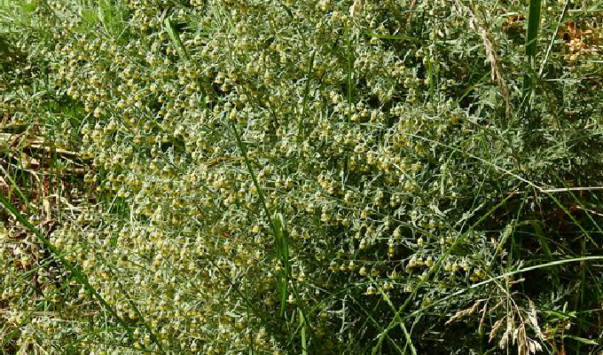 artemisia leucophylla