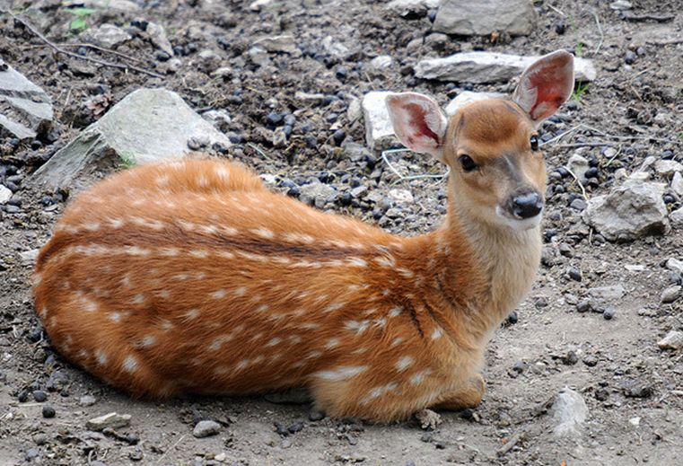  p>梅花鹿(学名: i>cervus nippon /i>)是一种中小型鹿,体长125至145