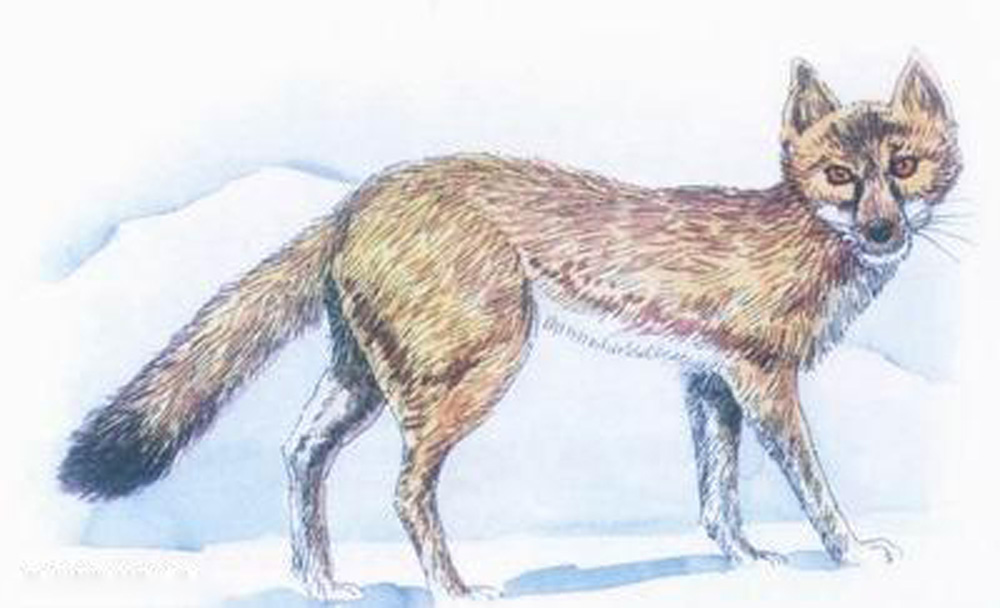  p>南加利福尼亚猫狐,一种已灭绝的 a href="#" data-lemmaid="