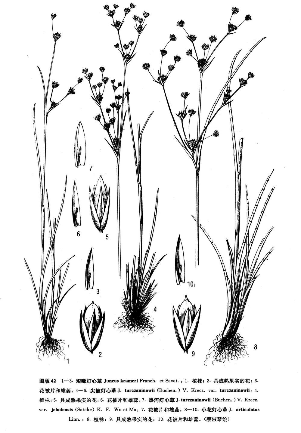  p>短喙灯心草, a target="_blank" href="/item/灯心草科/6341122"