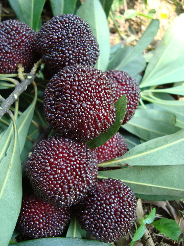  p>舟山晚稻杨梅,浙江省舟山市特产,全国农产品地理标志.