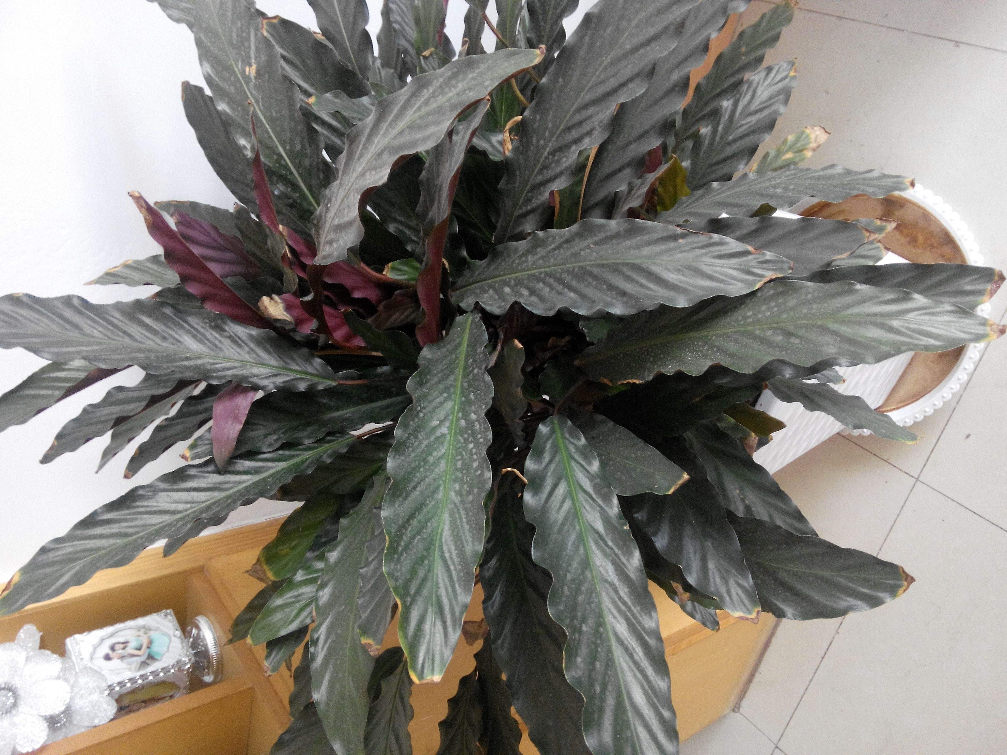  p data-id="gn6ud99hi6">红背卧花竹芋枝叶挺拔,叶面绿色,背面红色