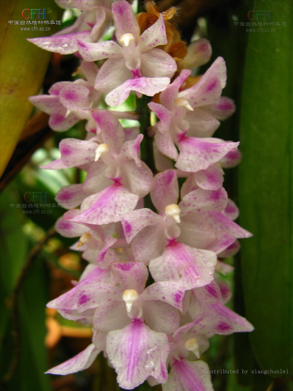  p>多花指甲兰( i>aerides /i>  i>rosea /i> lodd. ex lindl.