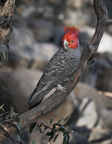  p>红冠凤头鹦鹉(学名: i>callocephalon fimbriatum /i>):体长33-37