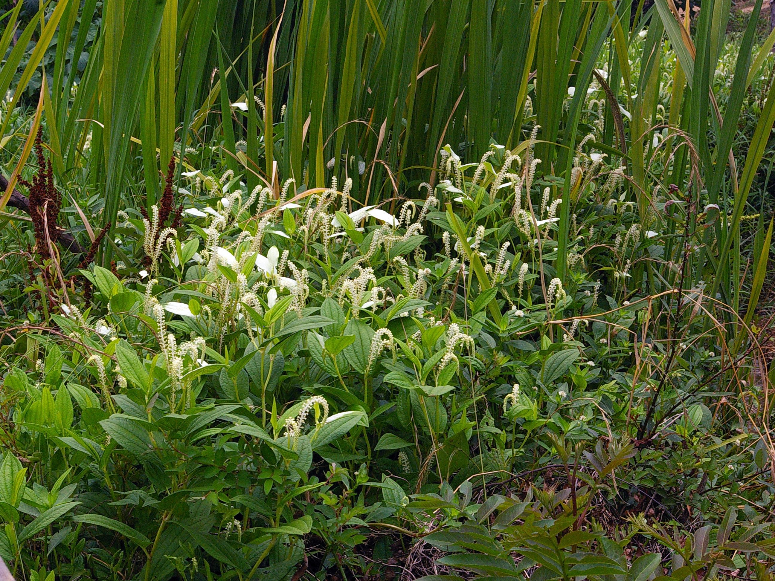 baill.)是三白草科三白草属湿生草本植物,高可达1米.