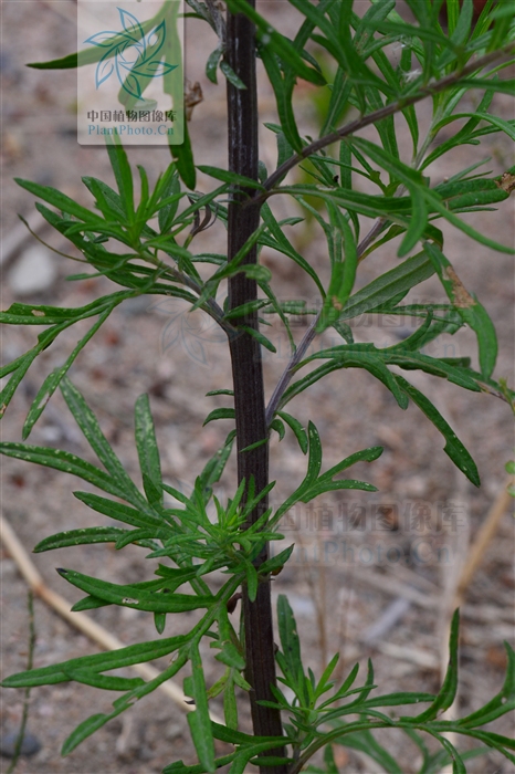 artemisia verlotorum