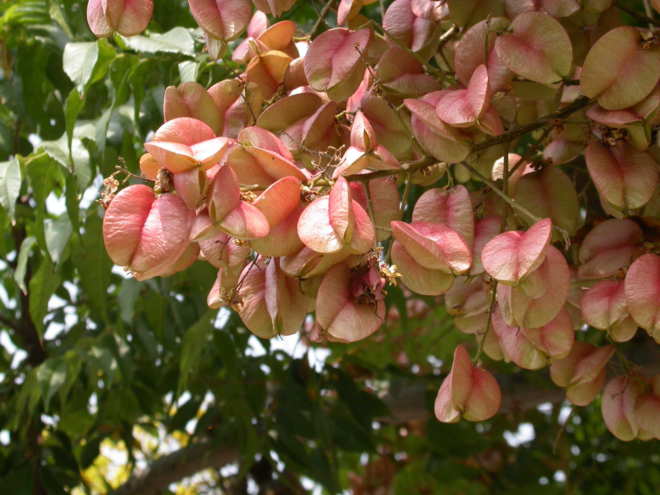  p>台湾栾树(拉丁学名:koelreuteria elegans subsp.