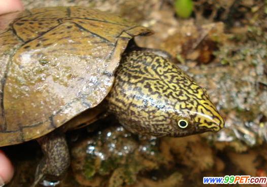  p data-id="tnisbaz05smr">麝香龟(学名: i>