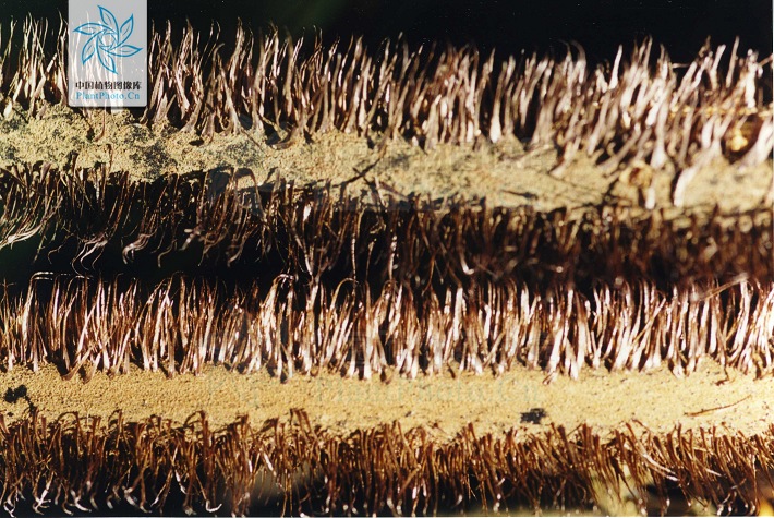 alsophila gigantea wall.ex hook.