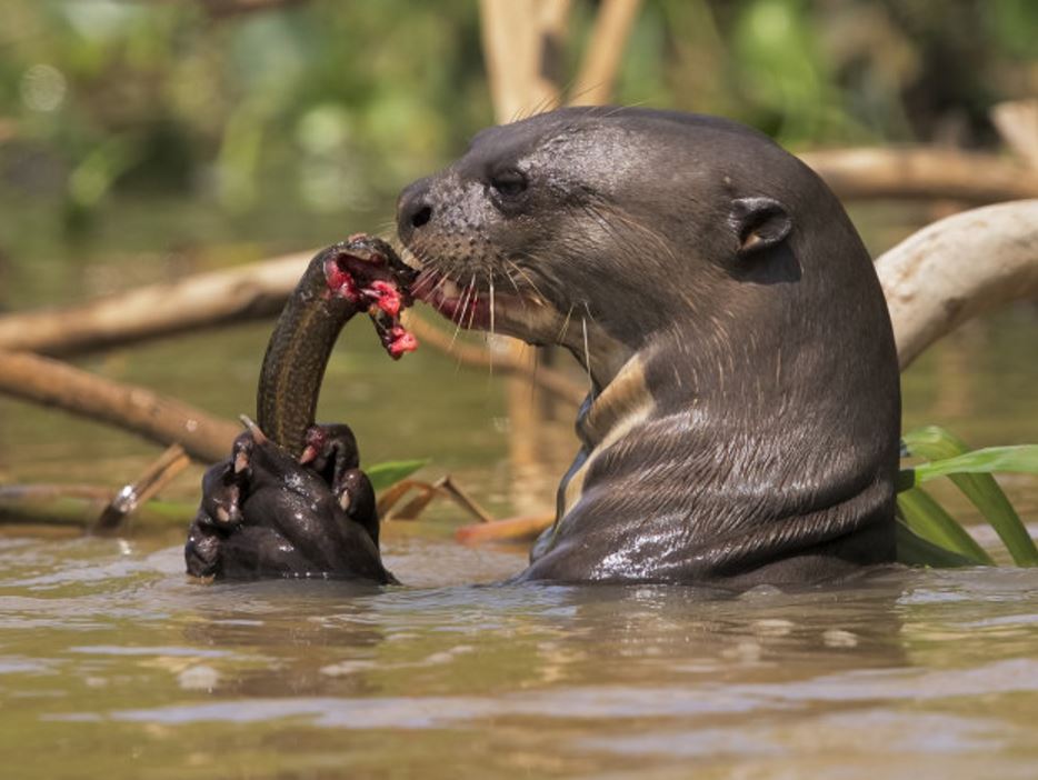 为13种 a href="#" data-lemmaid="274925">水獭 /a>中体形最大的种类