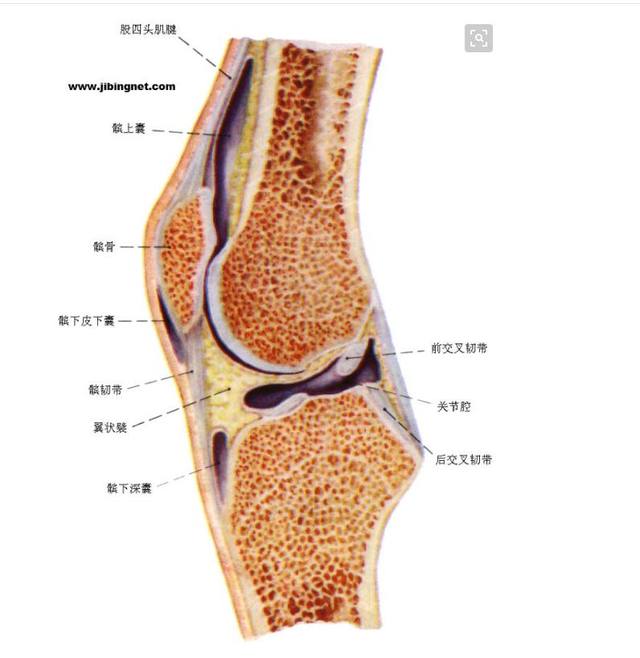  p>膊勒盖儿,系山东方言,普通话意为膝盖中的髌骨,也称膝盖骨.