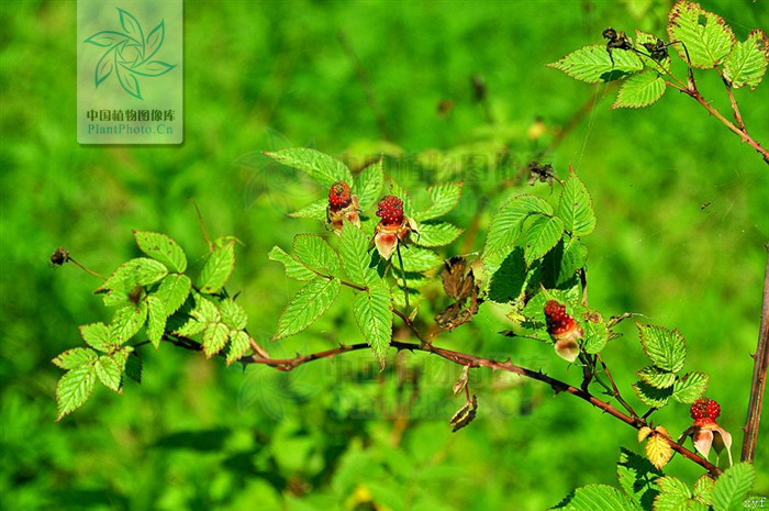 大红泡(原变种)