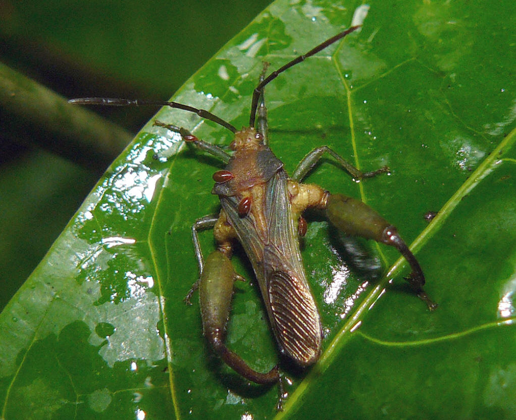  a target="_blank" href="/item/缘蝽科/2651672" data-lemmaid="