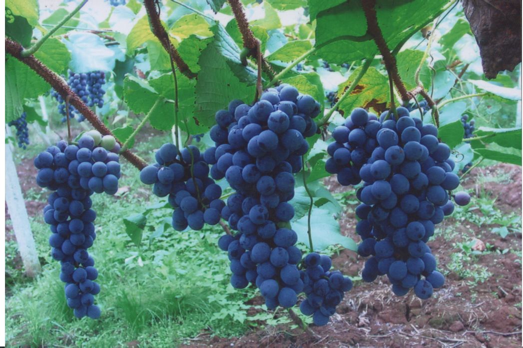 秋葡萄(审定名:紫秋葡萄)是中国湖南麻阳县锦和镇的一种野生的刺葡萄