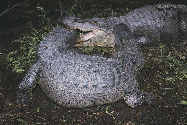  p>美国短吻鳄(学名: i>alligator mississippiensis /i>),又称密河鳄