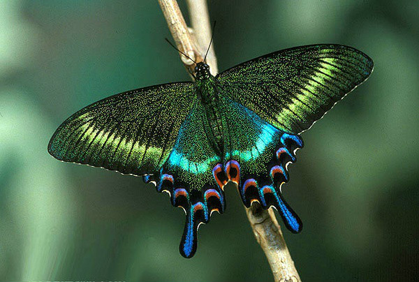 id="2103696">凤蝶科 /a>(papilionidae)蝶类的统称,一般为大型昆虫