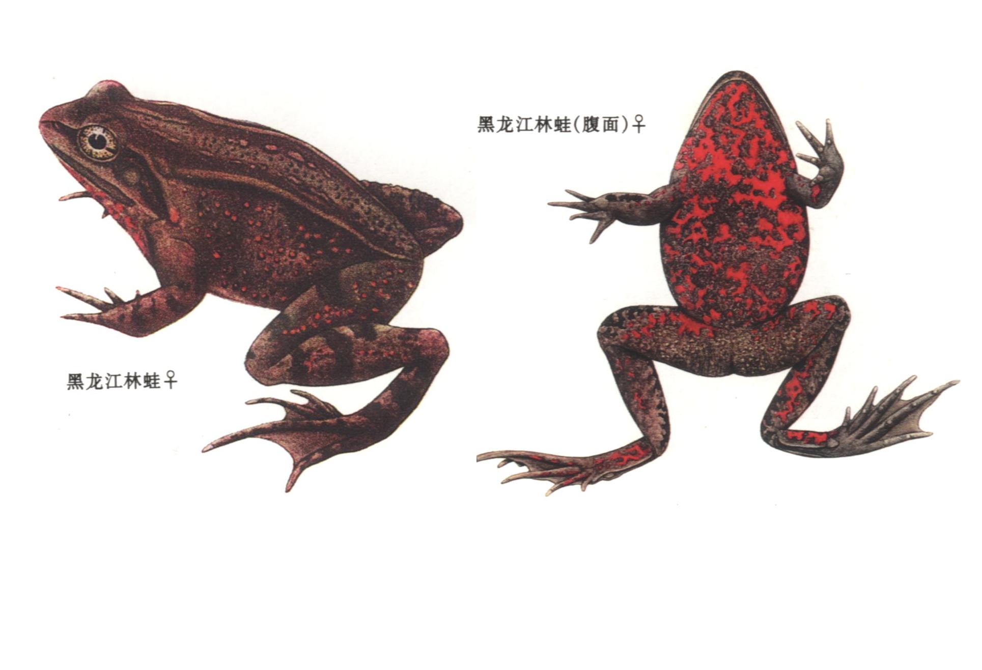  p>黑龙江林蛙(学名: i>rana amurensis /i>),是蛙科,蛙属的动物.