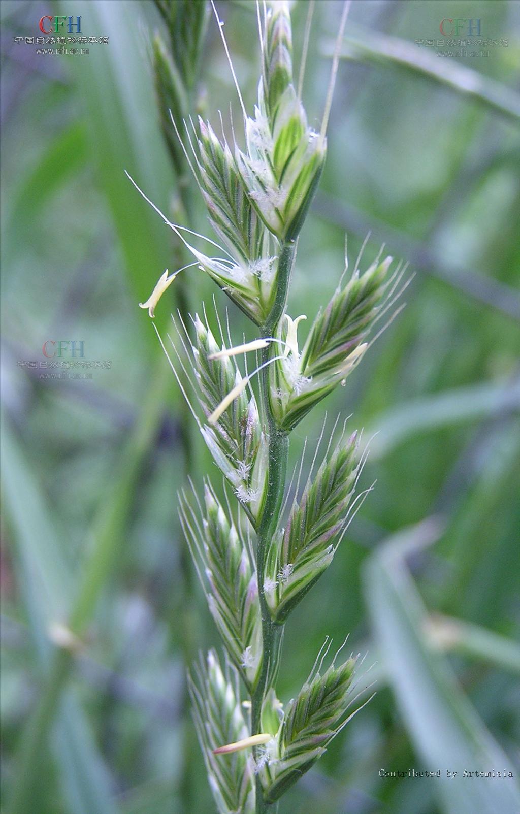 是禾本科黑麦草属草本植物,杆圆柱形,直立光滑,叶片柔软下披,叶背