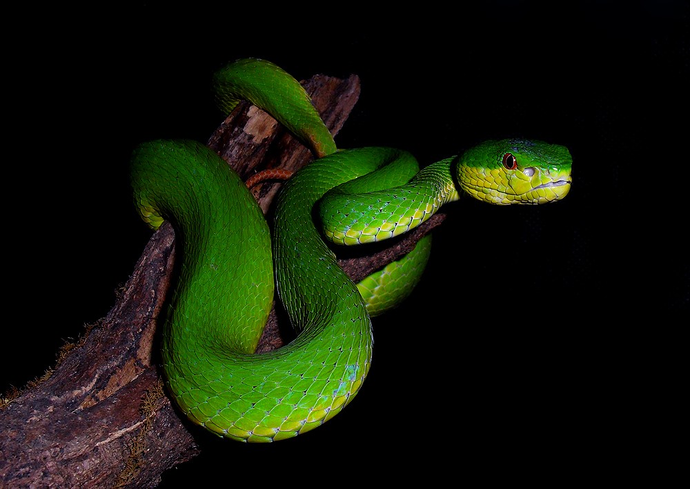  p>竹叶青蛇(学名: i>trimeresurus stejnegeri /i>)是蝰科竹叶青蛇属