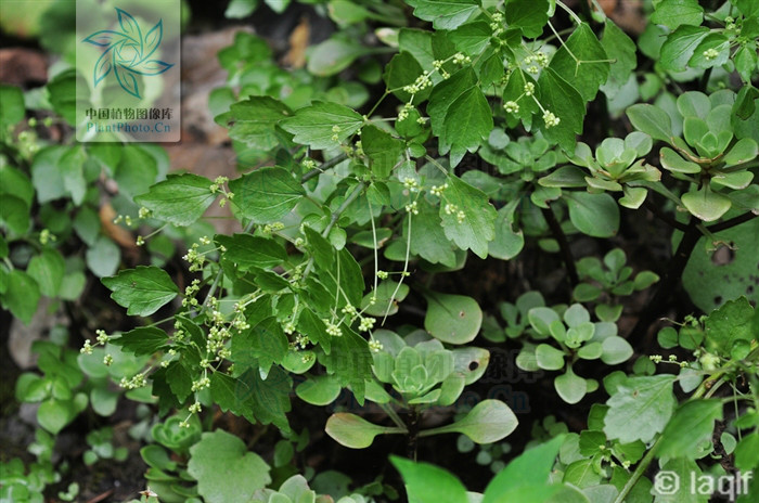 是 a href="#" data-lemmaid="229183">双子叶植物纲 /a>荨麻科 a