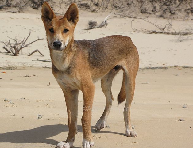 canis familiaris australasiae