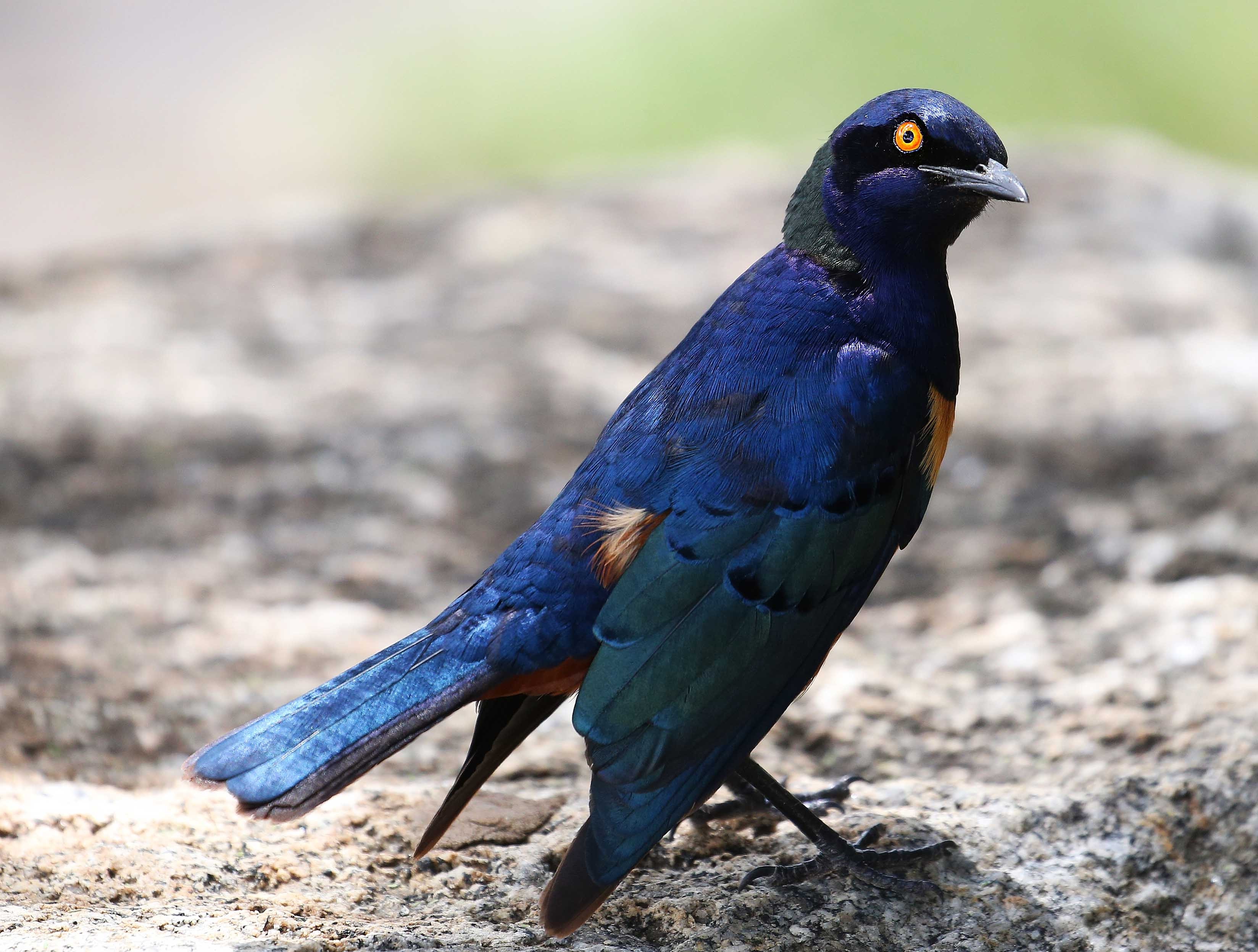  p>雪莱丽椋鸟(学名 lamprotornis shelleyi),属中型 a target="