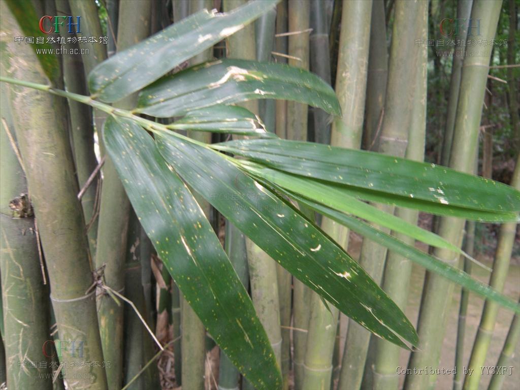  p>大眼竹( a href="#" data-lemmaid="8074290">学名 /a>:bambusa eu