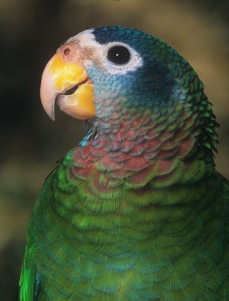  p>黄嘴亚马逊鹦鹉(学名:amazona collaria )是典型的 a href="#"