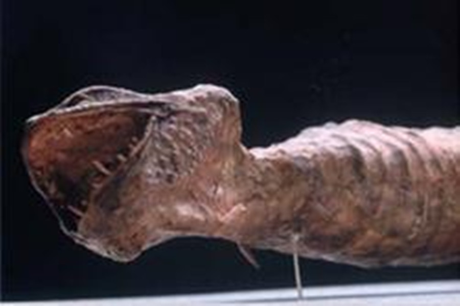  p>野槌蛇(日语:槌の子,ツチノコ)是日本的一种类似蛇的传说生物,外型