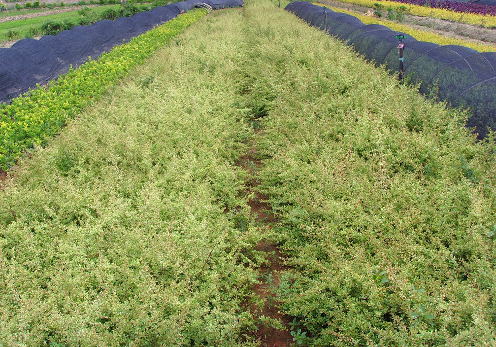 小丑火棘叶卵形,叶片有乳白色斑纹,冬季叶片粉红色;花白色;红色的小梨