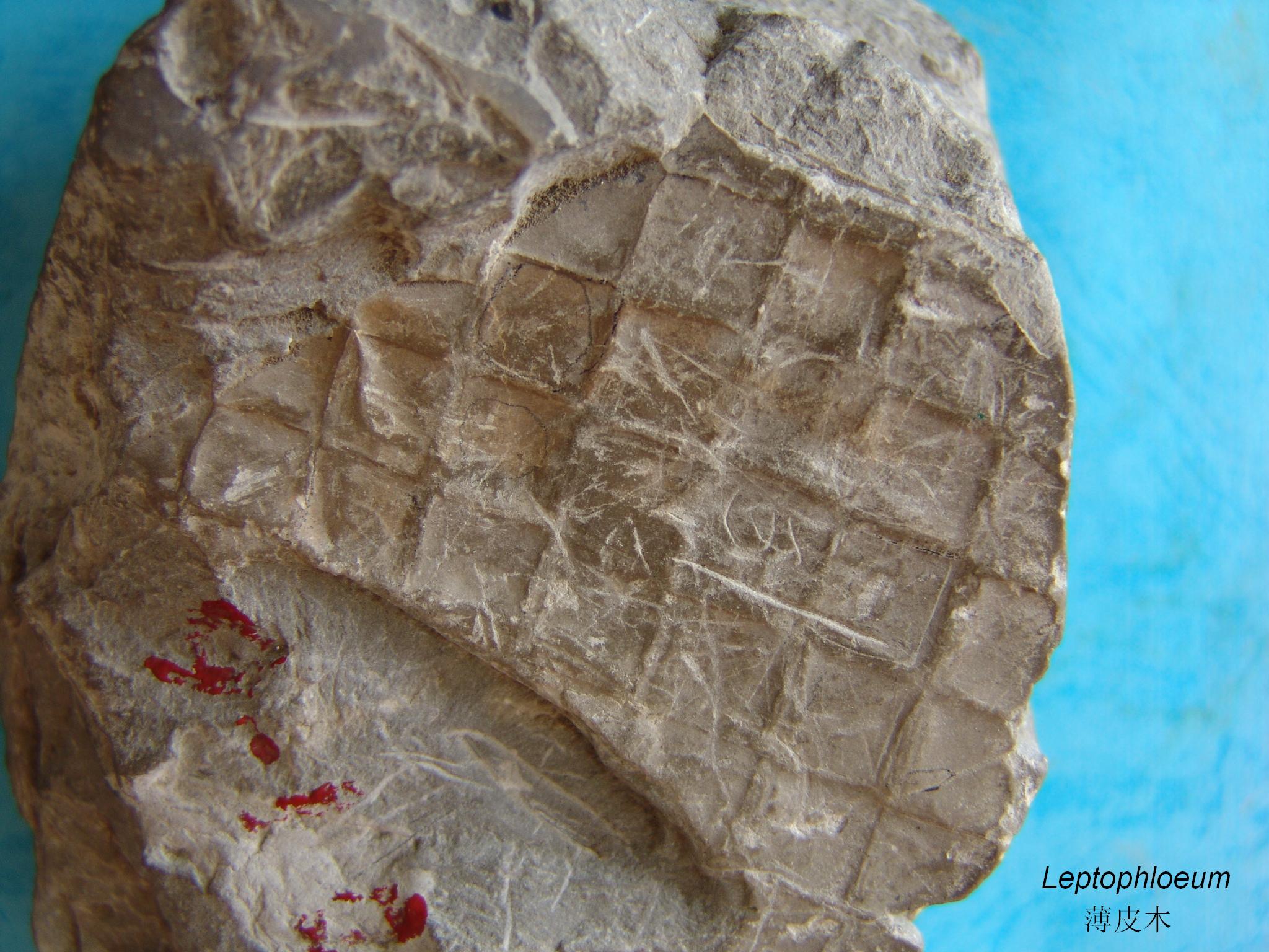  p> b>化石蕨 /b> fossil ferns fossil pteridophytes,蕨类植物是