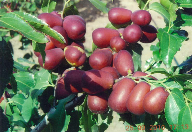  p>和田御枣,新疆洛浦县特产,全国农产品地理标志.