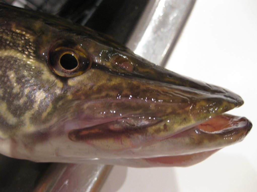  p>黑斑狗鱼(学名: i>esox reicherti /i>),为狗鱼科.