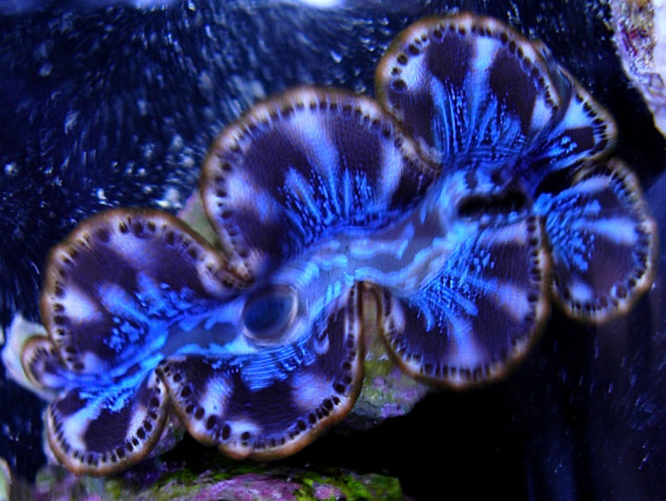  p>水生动物(aquatic animal)是指主要在水中生活的动物.